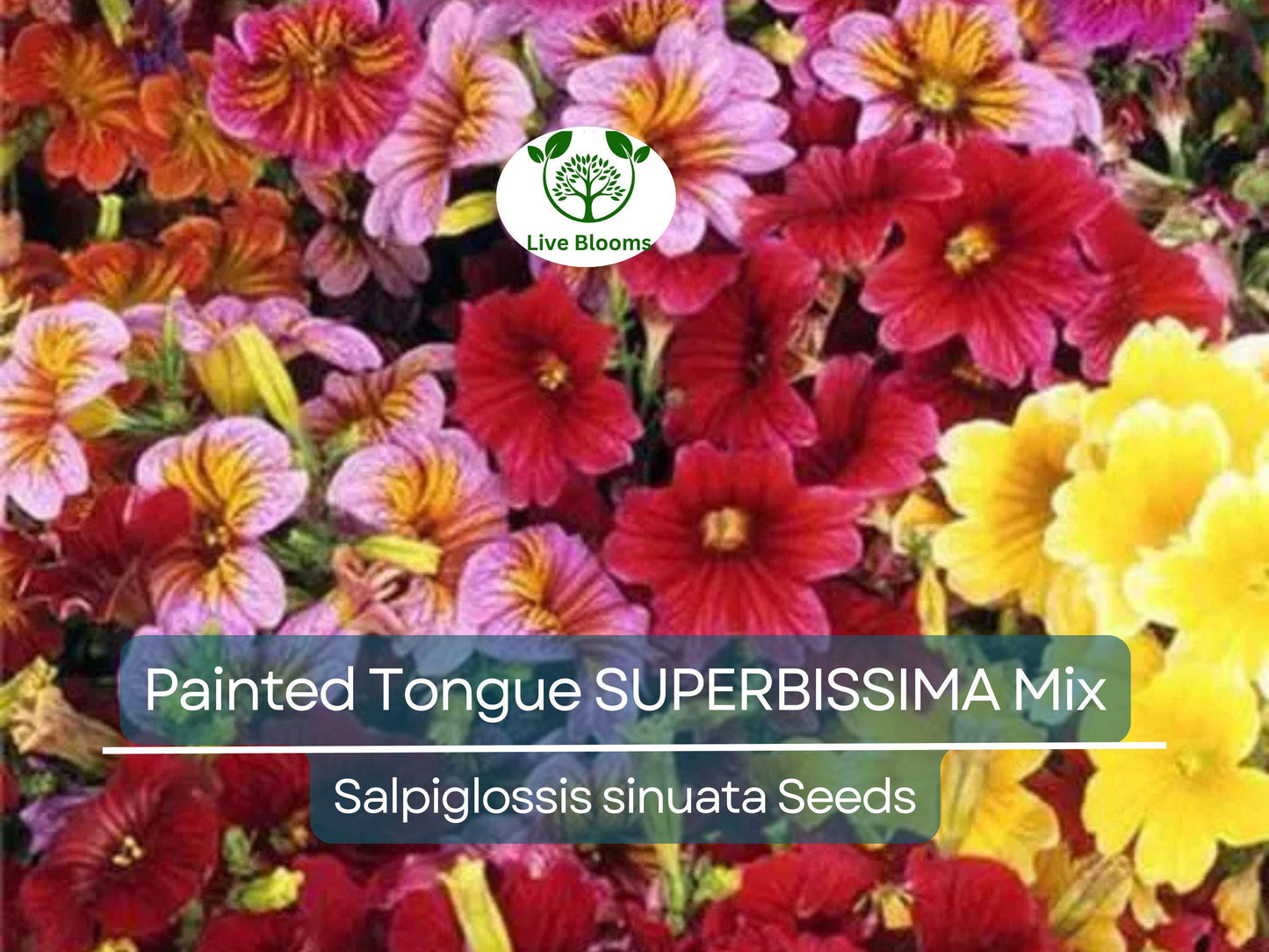 500 Seeds Painted Tongue SUPERBISSIMA Mix, HEIRLOOM Salpiglossis, Non-GMO, Vibrant Colors, Annual Flower, Pollinator-Friendly