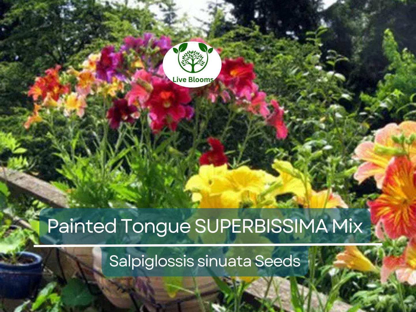 500 Seeds Painted Tongue SUPERBISSIMA Mix, HEIRLOOM Salpiglossis, Non-GMO, Vibrant Colors, Annual Flower, Pollinator-Friendly