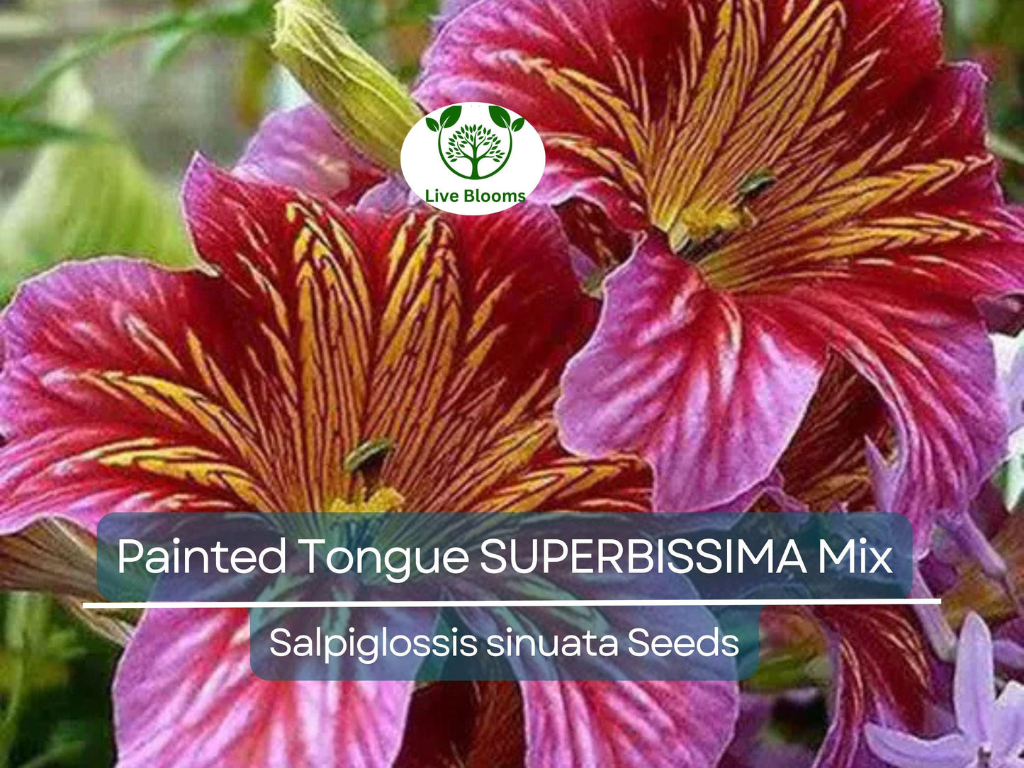 500 Seeds Painted Tongue SUPERBISSIMA Mix, HEIRLOOM Salpiglossis, Non-GMO, Vibrant Colors, Annual Flower, Pollinator-Friendly