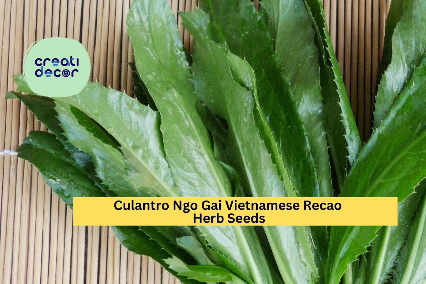 Culantro Ngo Gai Seeds – 100mg for Planting, Vietnamese Recao, Strong Aroma, Heirloom Herb, Garden & Container, Easy to Grow
