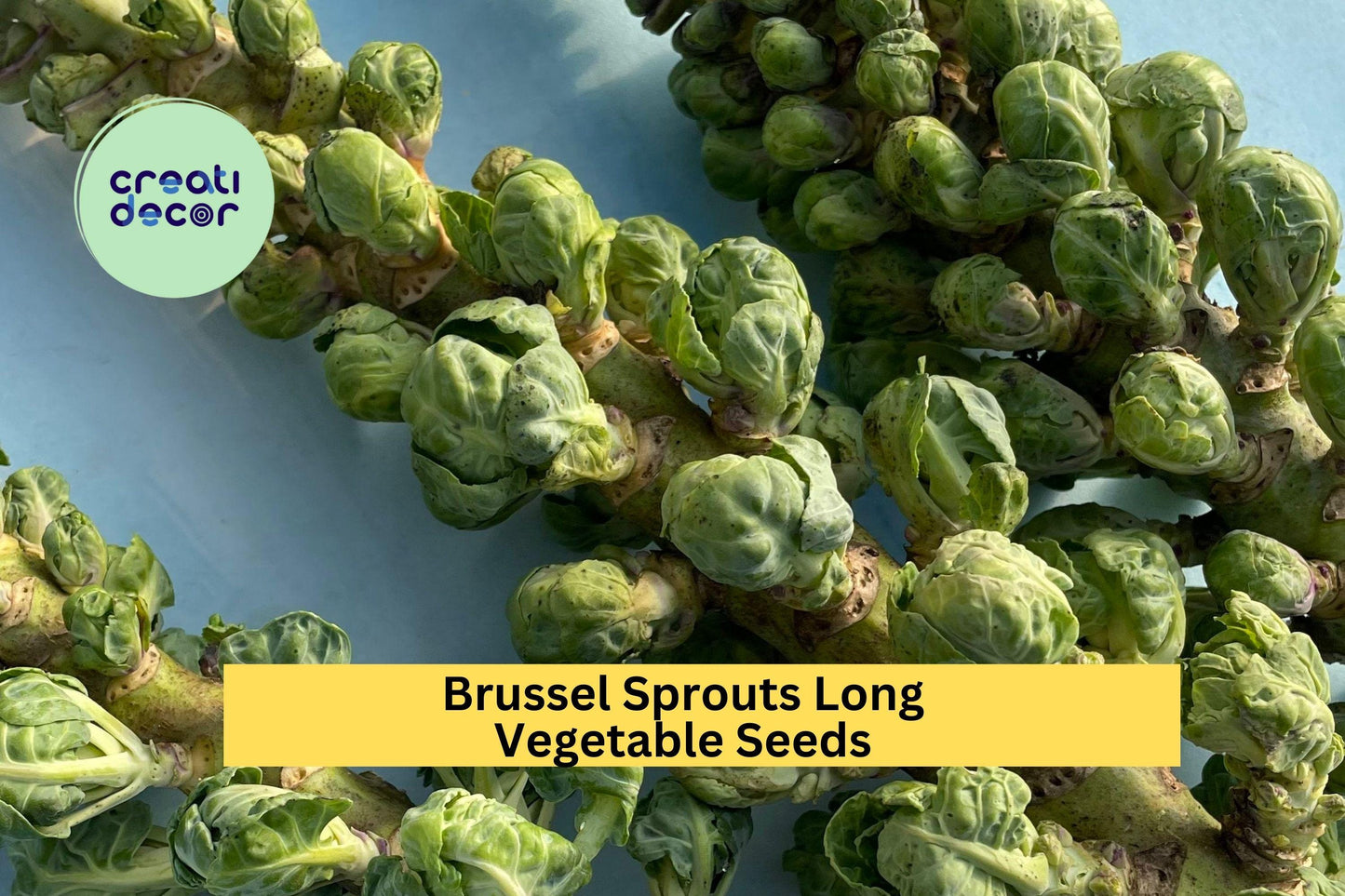 Brussels Sprouts Long Island Improved Seeds – 1g for Planting, Heirloom, Cold Hardy, High Yield, Compact Growth, Garden & Container