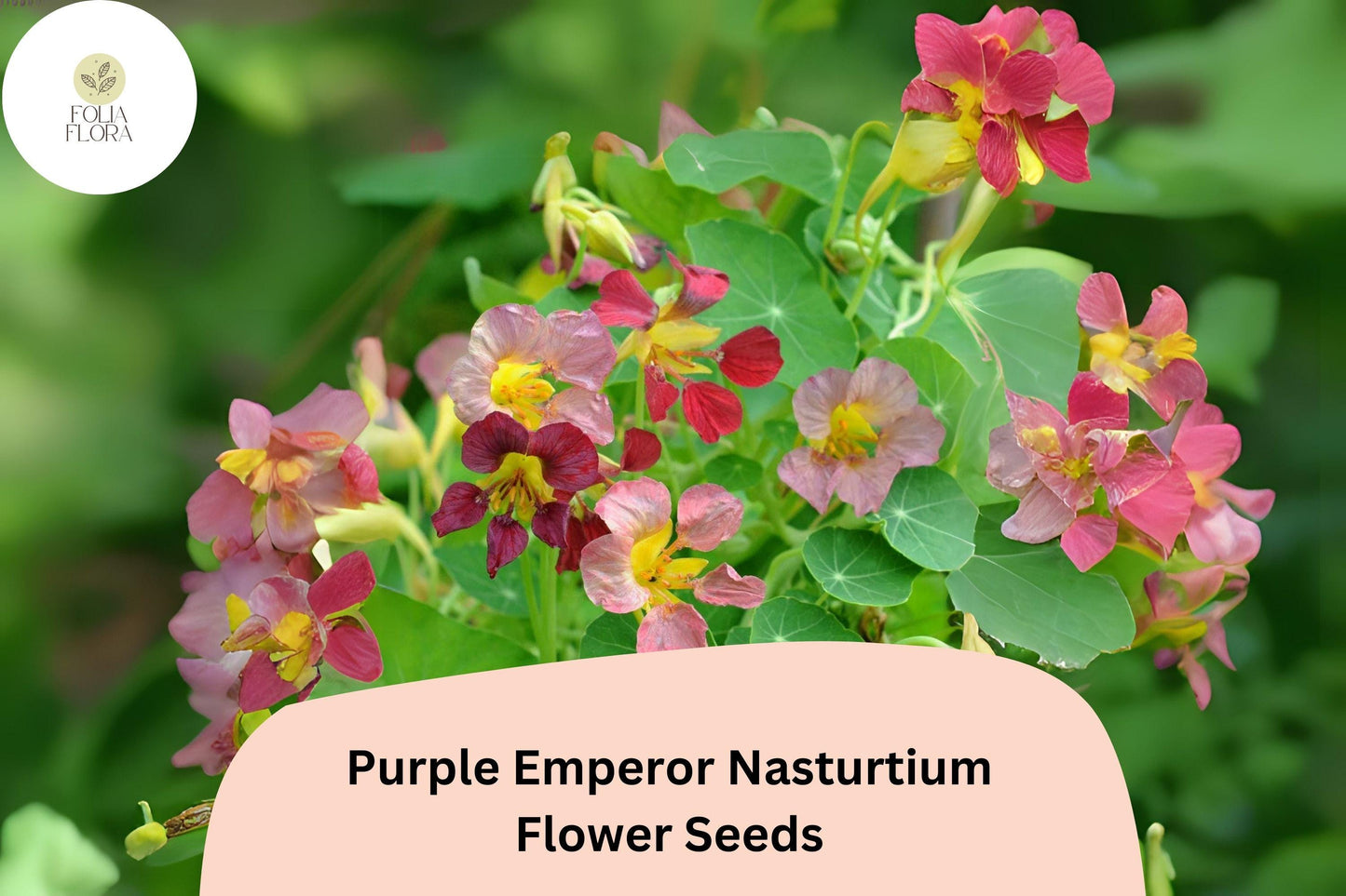 Tropaeolum majus Purple Emperor Nasturtium Seeds – 50+ Deep Burgundy Blooms for Garden & Containers