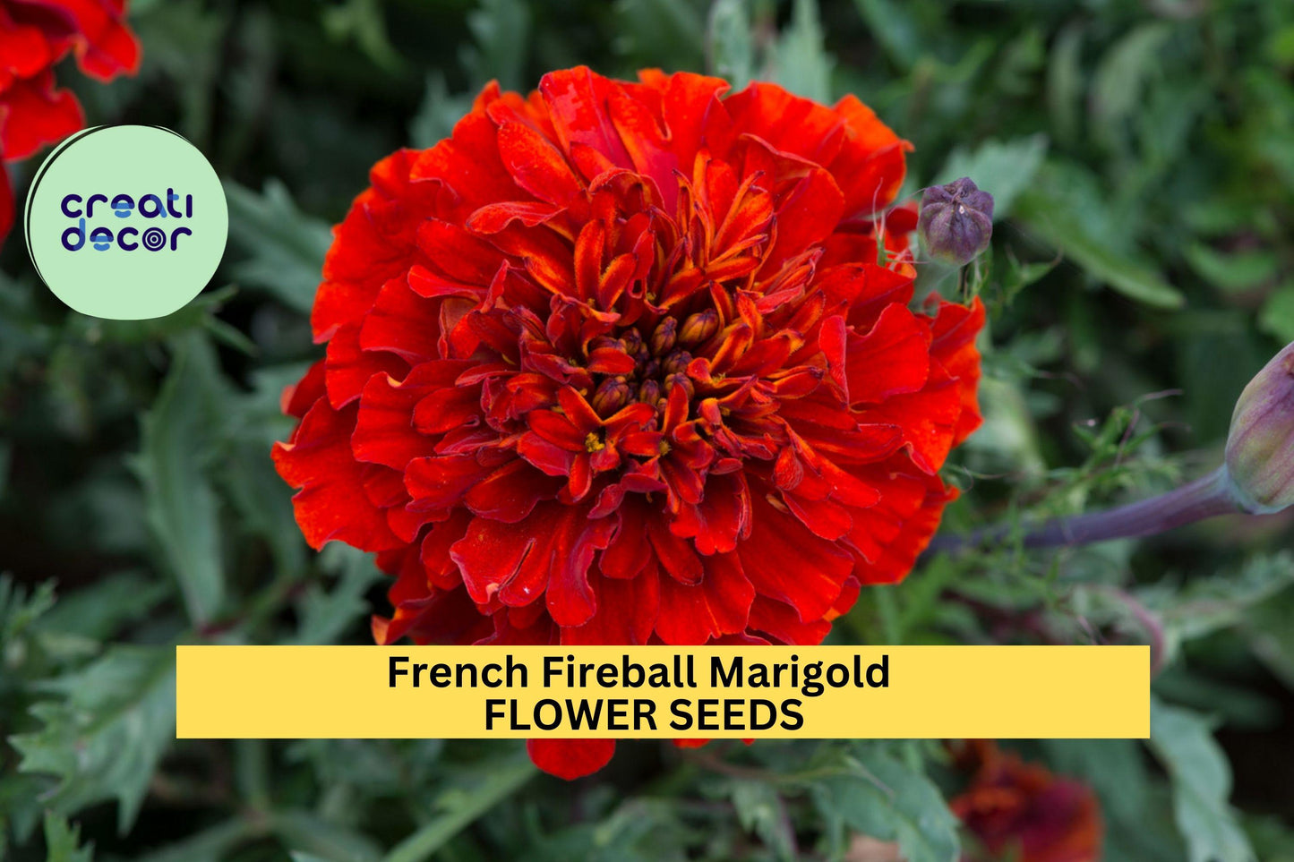 French Fireball Marigold Seeds – 25+ Seeds – Vibrant Red and Gold Blooms for Borders, Pollinator Gardens, and Summer Flower Beds – USA