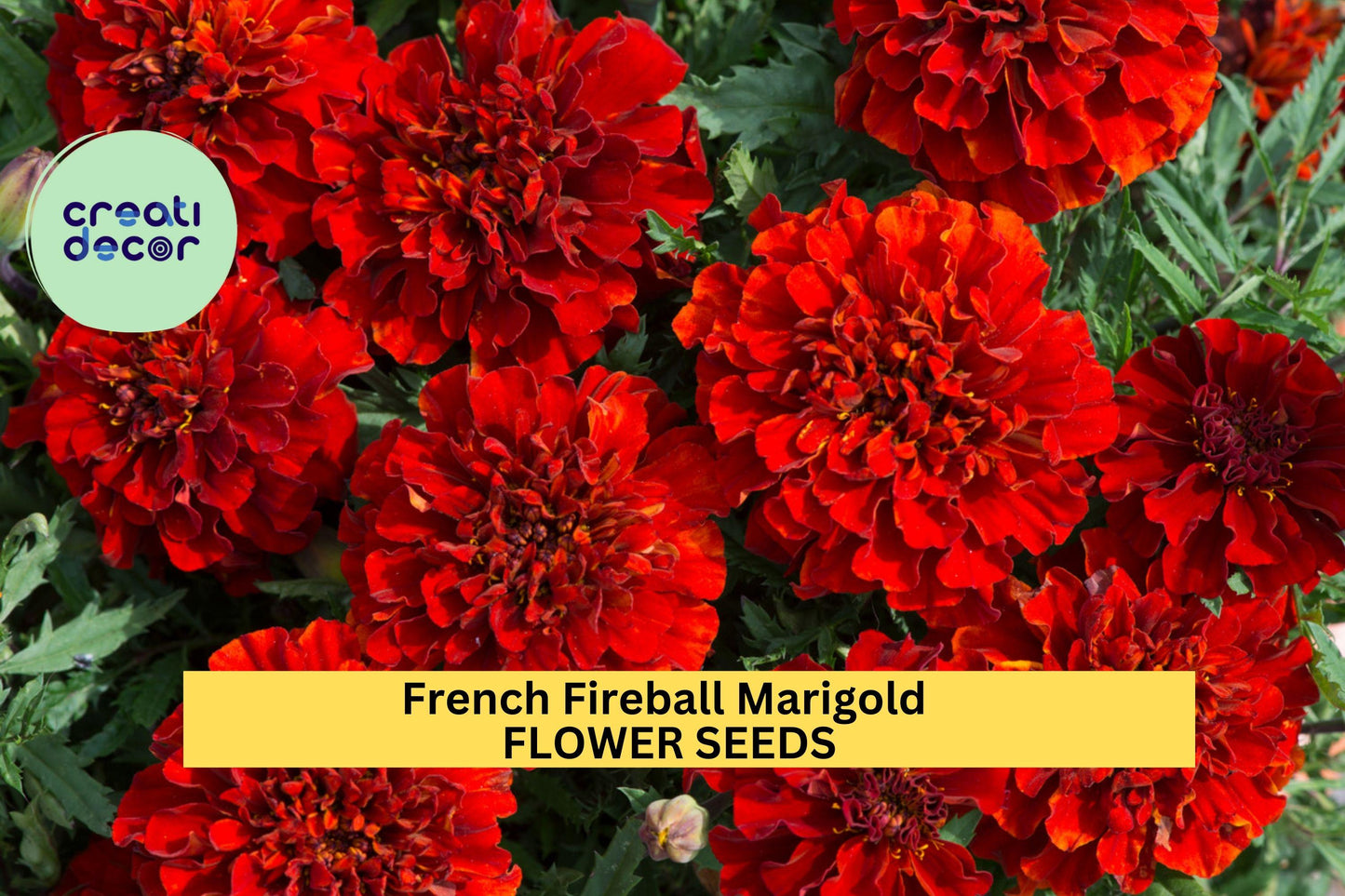 French Fireball Marigold Seeds – 25+ Seeds – Vibrant Red and Gold Blooms for Borders, Pollinator Gardens, and Summer Flower Beds – USA