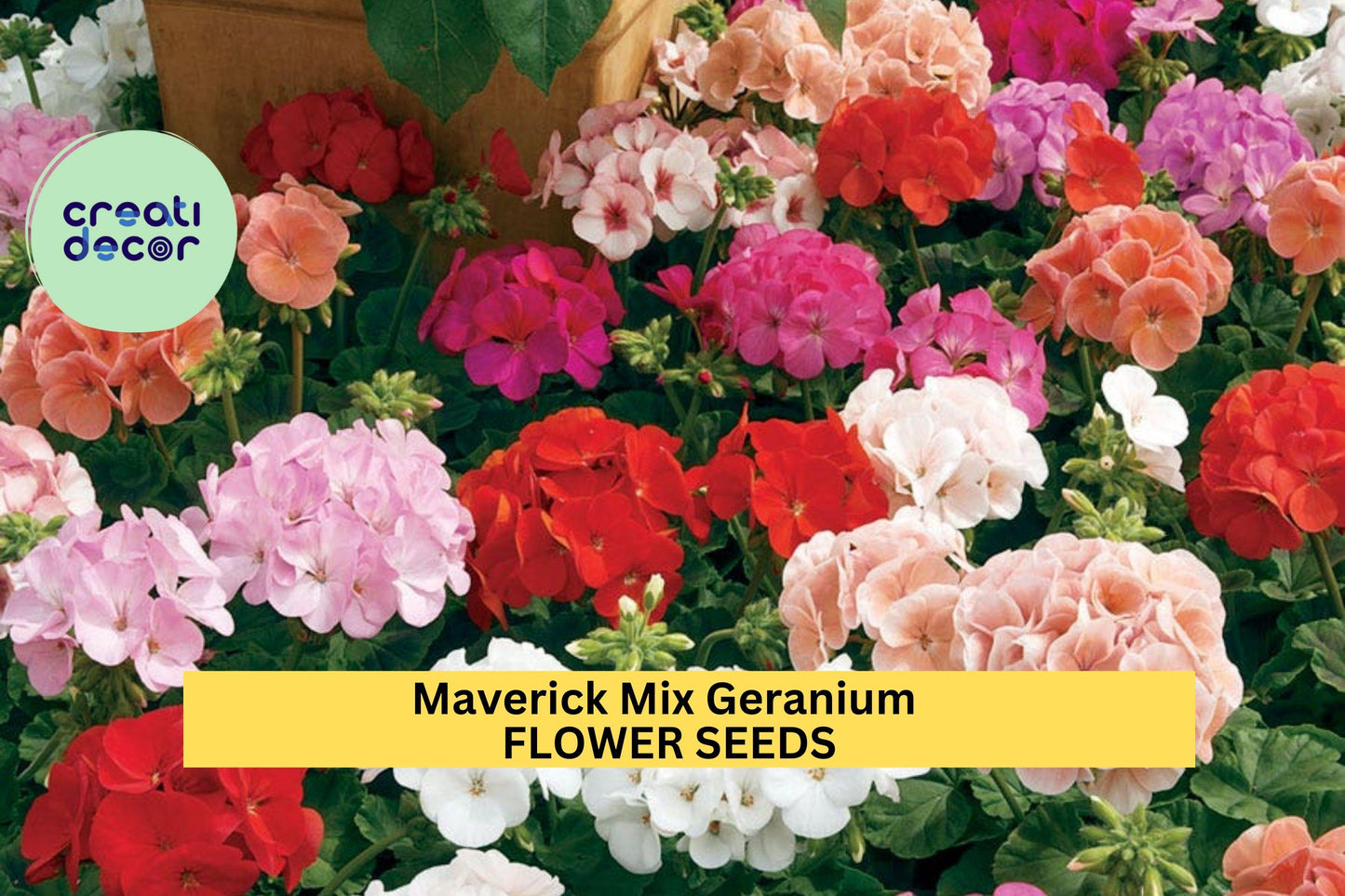Maverick Mix Geranium Seeds – 25+ Seeds – Vibrant Zonal Pelargonium Mix for Garden Beds, Containers, and Summer Flower Displays – USA