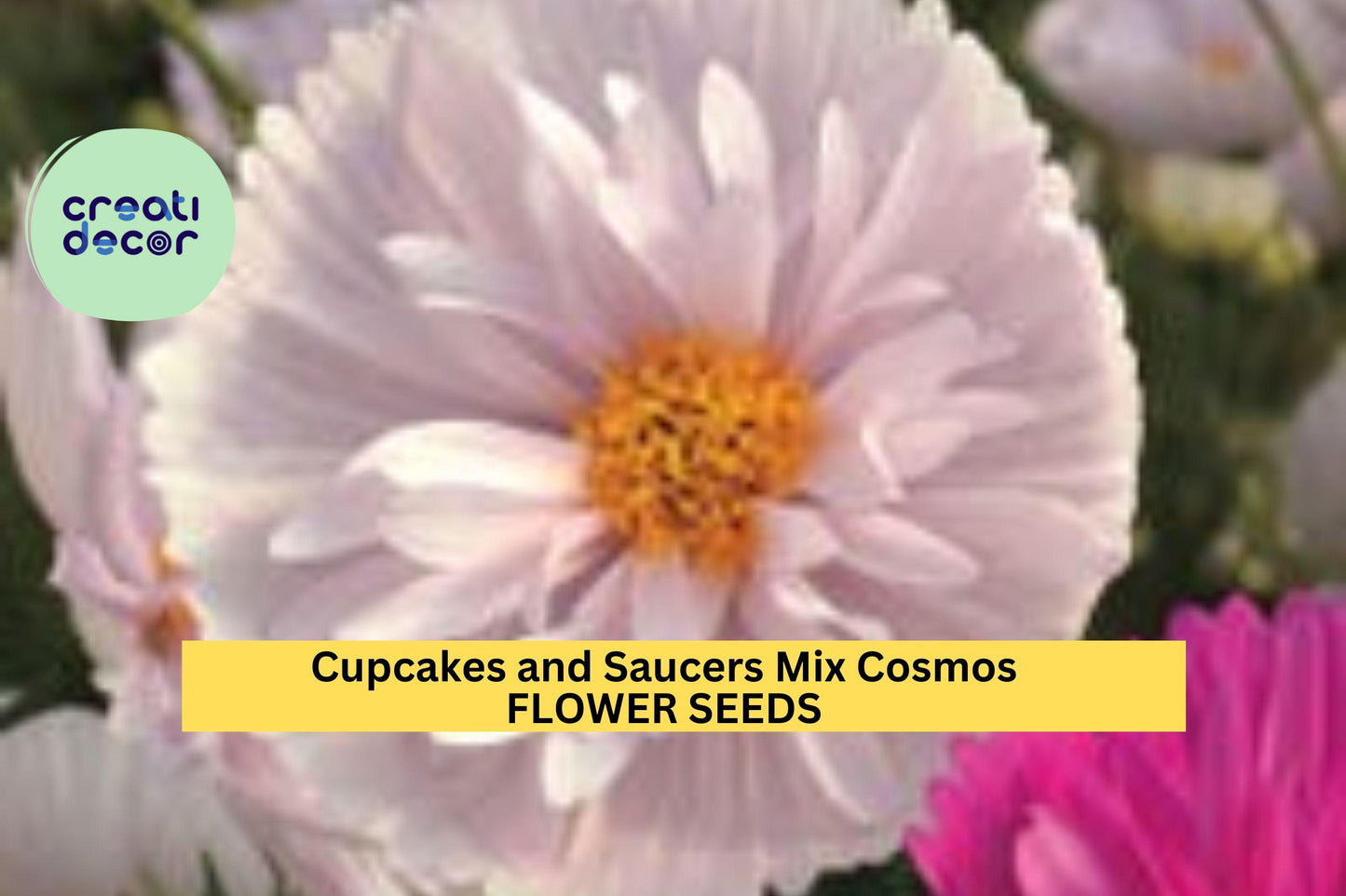 Cupcakes & Saucers Cosmos Seeds –200+ Seeds – Ruffled Pink, White Blooms for Cottage Gardens, Borders and Cut Flower Beds