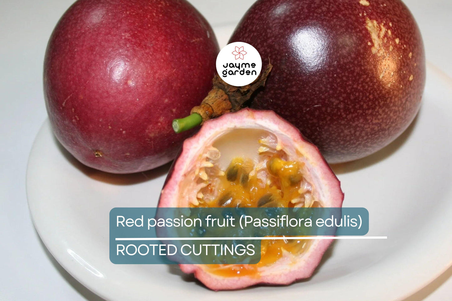 Red Passion Fruit Starter Plant - Passiflora edulis Live Vine 1'-2' | Tropical Fruit Plant for Home Garden