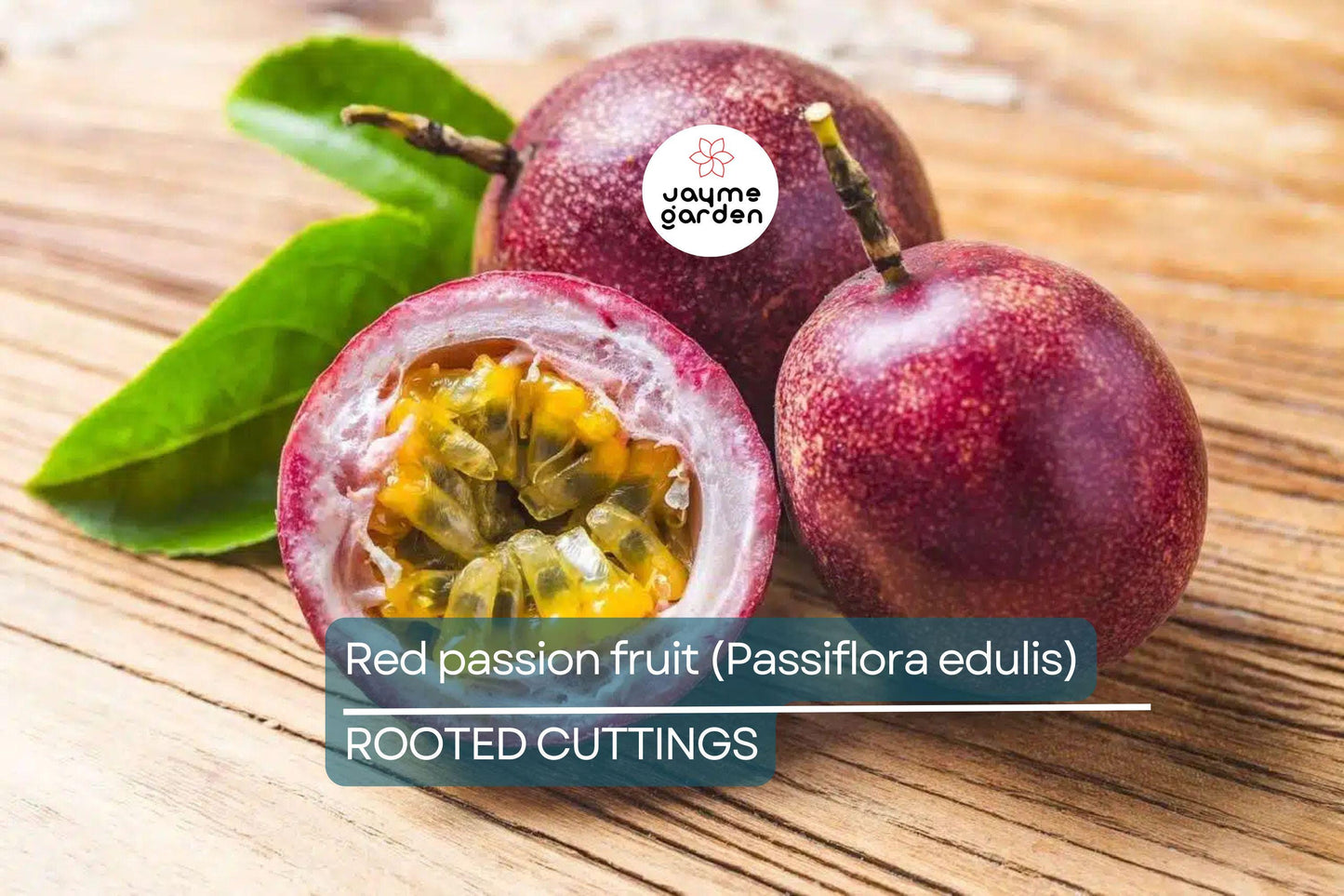 Red Passion Fruit Starter Plant - Passiflora edulis Live Vine 1'-2' | Tropical Fruit Plant for Home Garden