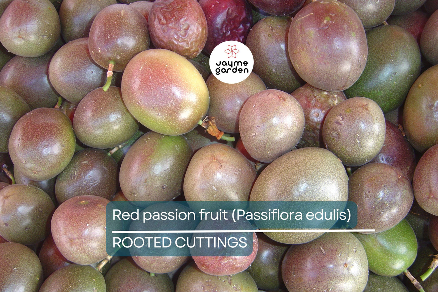 Red Passion Fruit Starter Plant - Passiflora edulis Live Vine 1'-2' | Tropical Fruit Plant for Home Garden