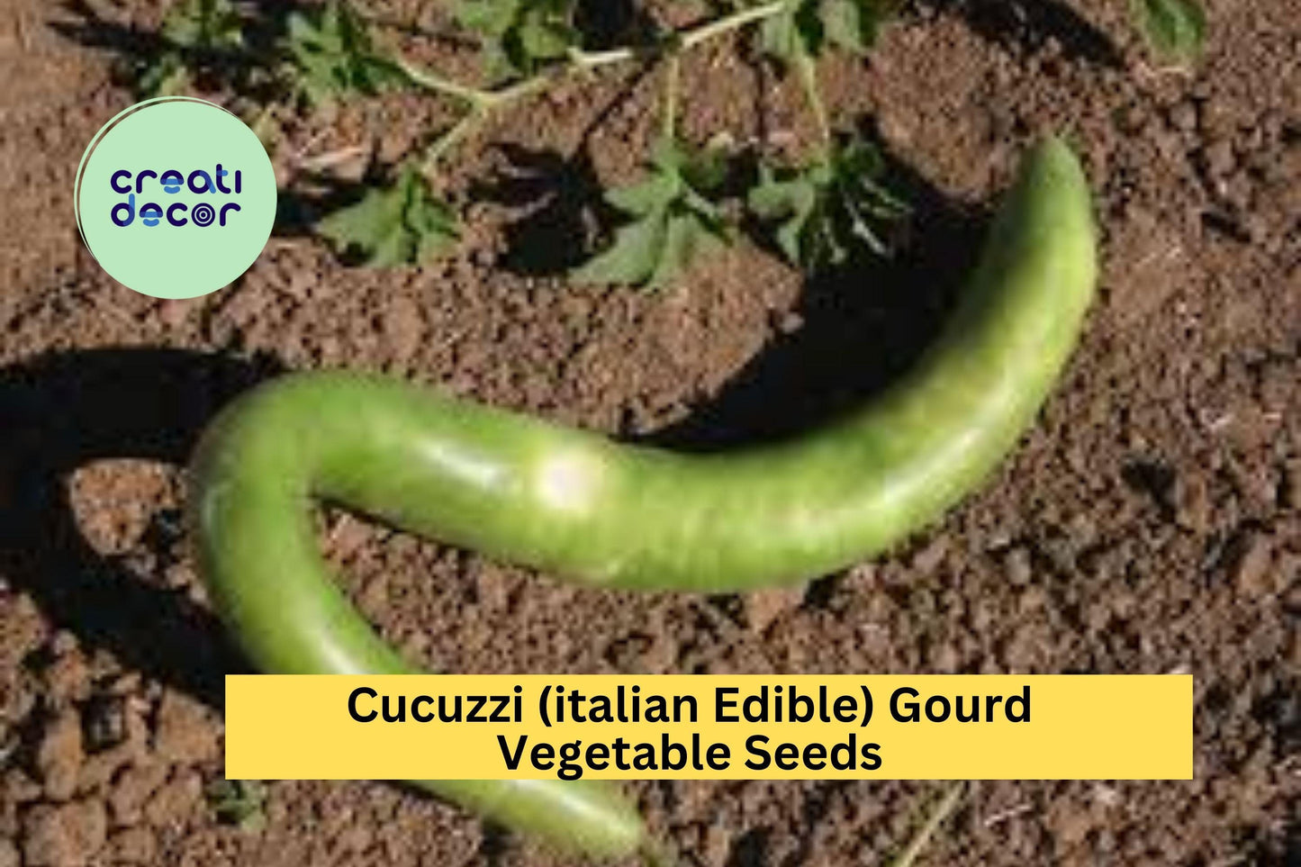 Cucuzzi Italian Edible Gourd Seeds – 10 Seeds for Planting, Heirloom Variety, Long , High Yield, Fast Growing, Garden & Trellis