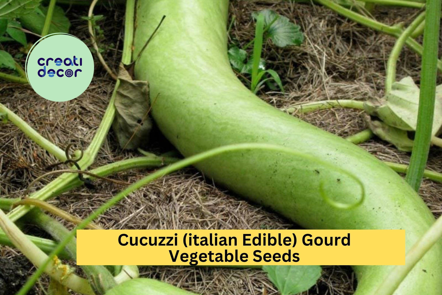 Cucuzzi Italian Edible Gourd Seeds – 10 Seeds for Planting, Heirloom Variety, Long , High Yield, Fast Growing, Garden & Trellis