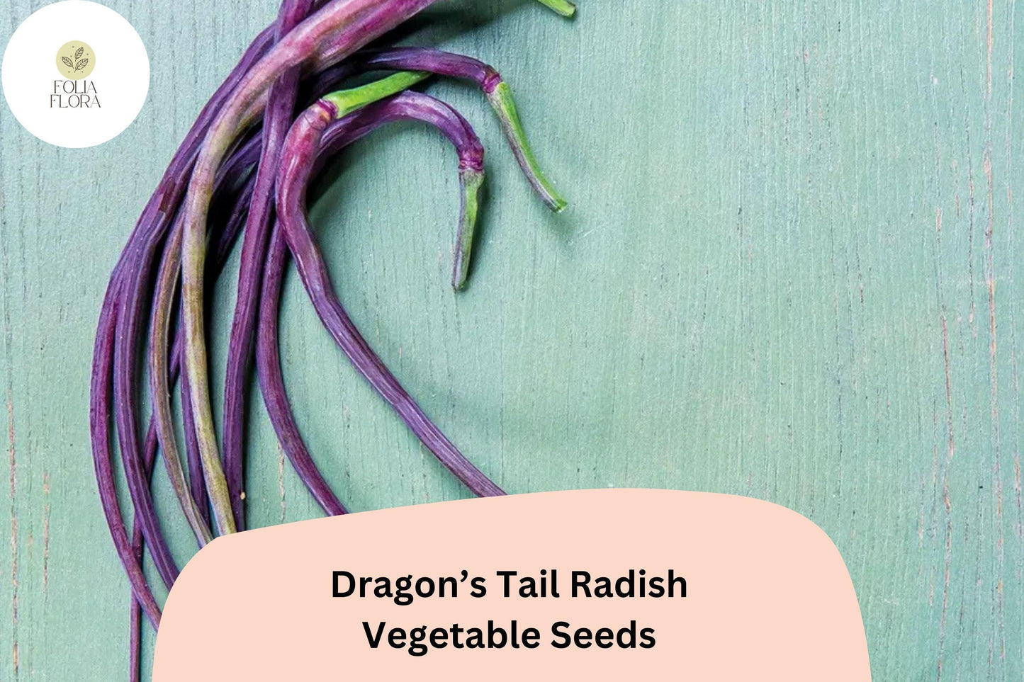 500+ Dragon's Tail Radish Seeds – Unique Edible Pod Radish, Spicy & Crisp
