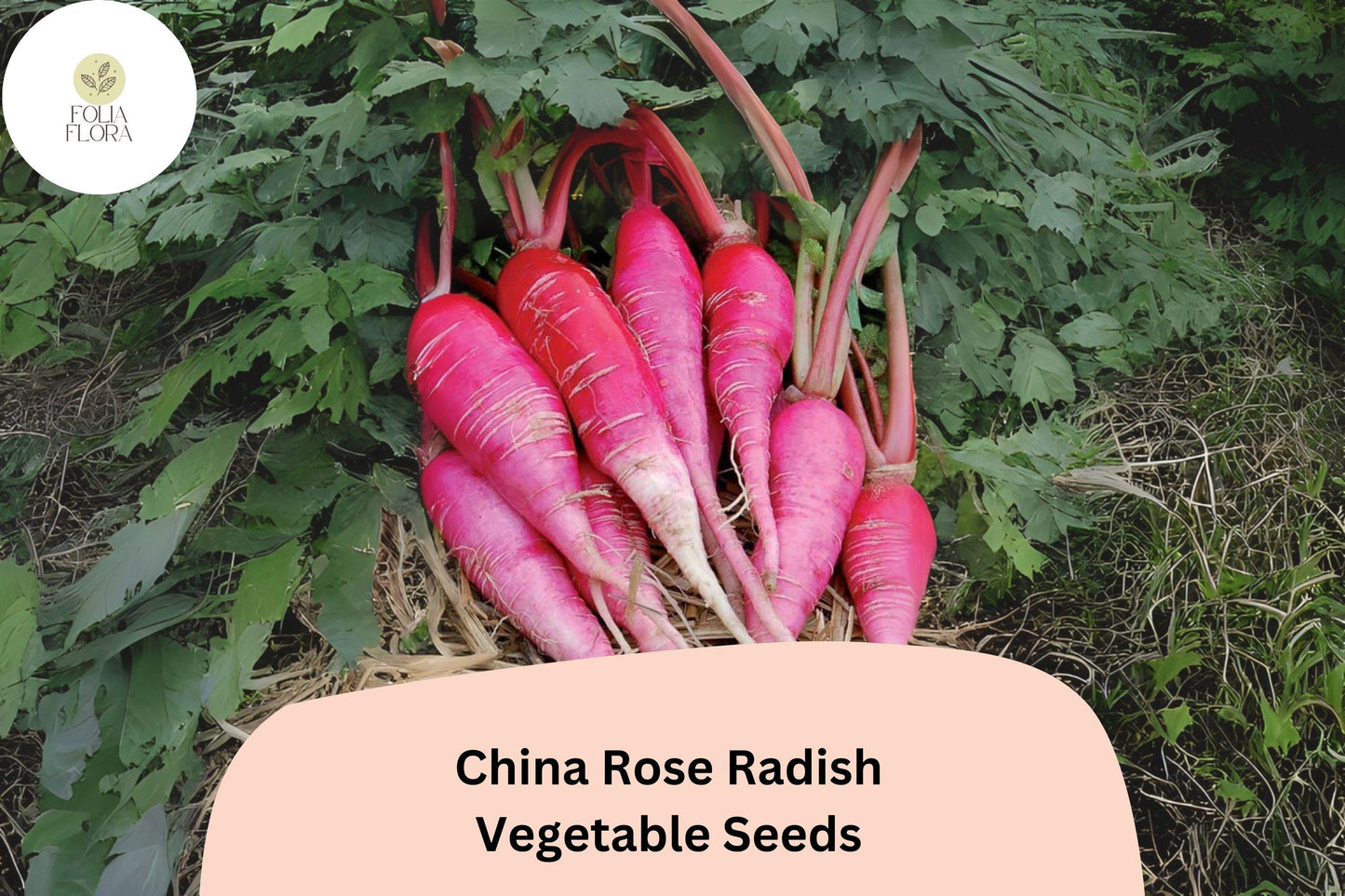500+ China Rose Radish Seeds – Heirloom, Crisp & Spicy Winter Radish