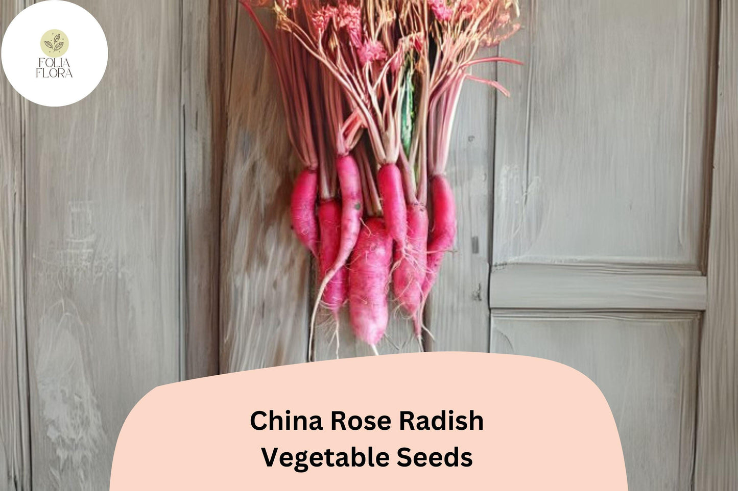 500+ China Rose Radish Seeds – Heirloom, Crisp & Spicy Winter Radish
