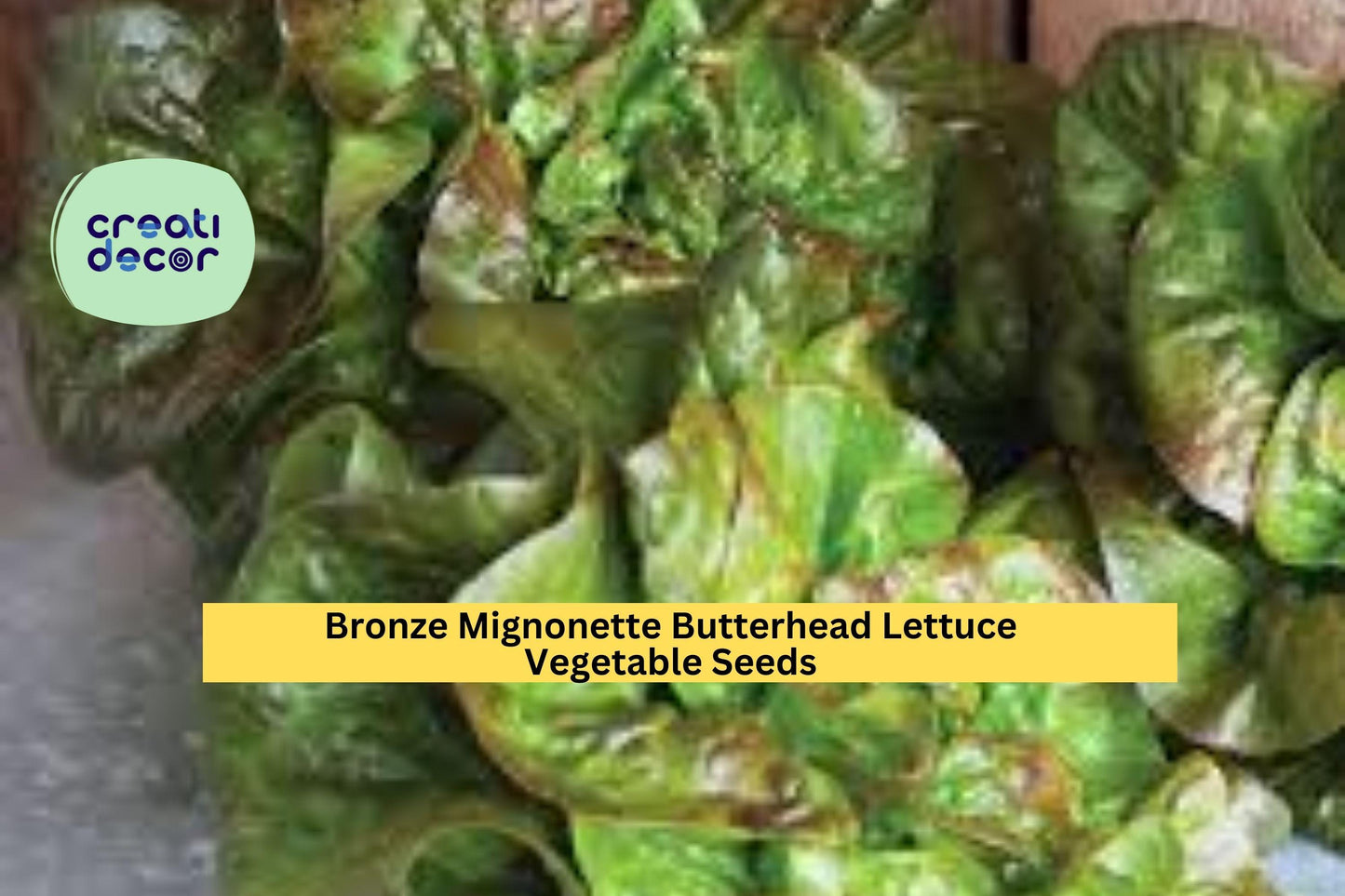 Bronze Mignonette Butterhead Lettuce Seeds – 1g for Planting, Heirloom Variety, Tender & Sweet, Cold Hardy, High Yield, Garden Container