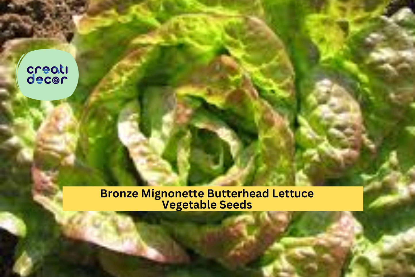 Bronze Mignonette Butterhead Lettuce Seeds – 1g for Planting, Heirloom Variety, Tender & Sweet, Cold Hardy, High Yield, Garden Container