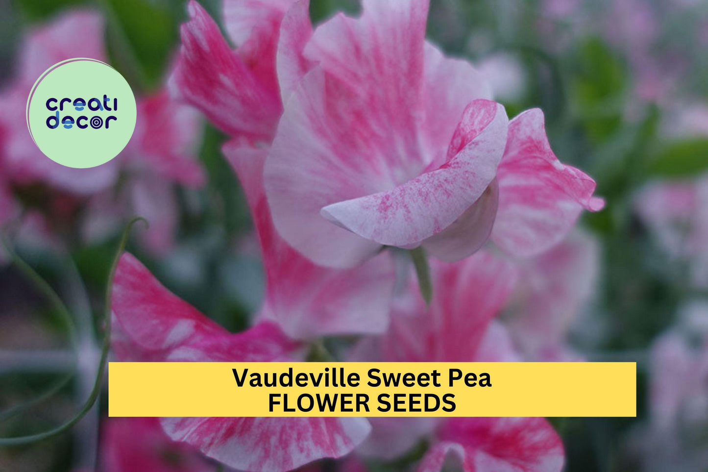Vaudeville Sweet Pea Seeds – 50+ Vibrant Bi-Color Blooms – Climbing Vine for Trellises, Cottage Gardens & Bold Cut Flower Displays – USA