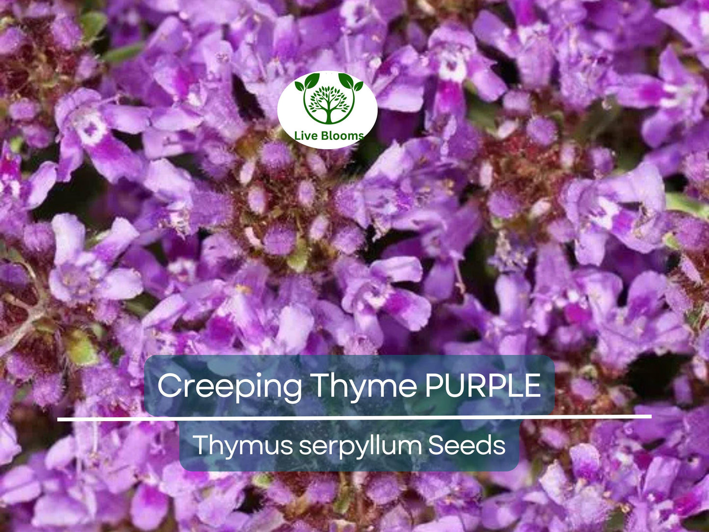 500 Creeping Thyme PURPLE Seeds - Fragrant Groundcover Perennial, Non-GMO, Aromatic Flowers, Ideal for Lawns & Gardens - Thymus serpyllum