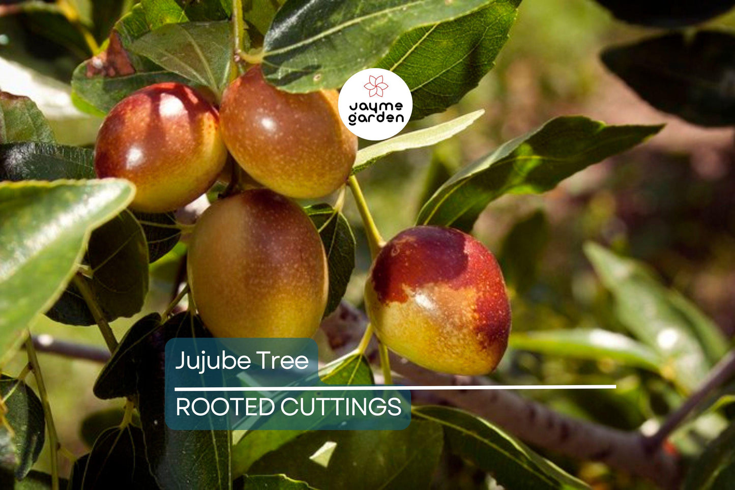 Jujube Tree 15” Lang Chinese Red Date - Bare Root Ready to Plant - Sweet Fruit Tree, No Pot