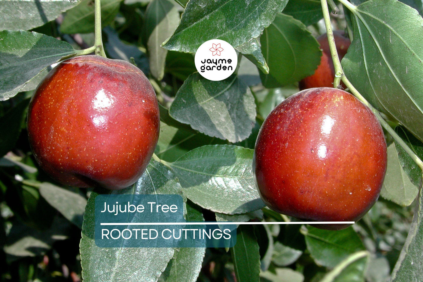 Jujube Tree 15” Lang Chinese Red Date - Bare Root Ready to Plant - Sweet Fruit Tree, No Pot