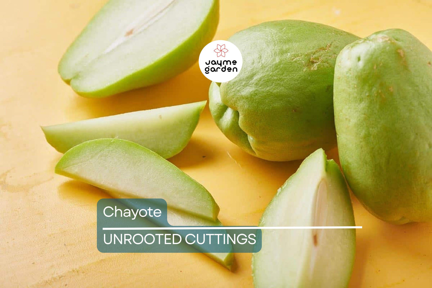 Chayote Squash Plant – Live 10” Mirliton Vine – Ships in Pot – Fast Growing – Ready to Plant