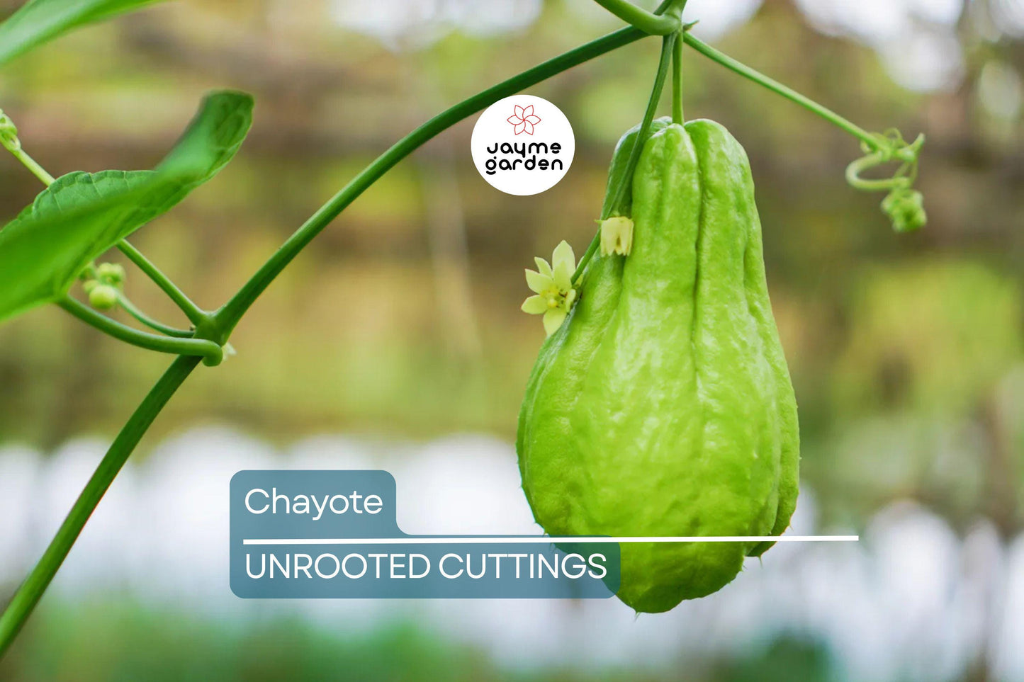 Chayote Squash Plant – Live 10” Mirliton Vine – Ships in Pot – Fast Growing – Ready to Plant