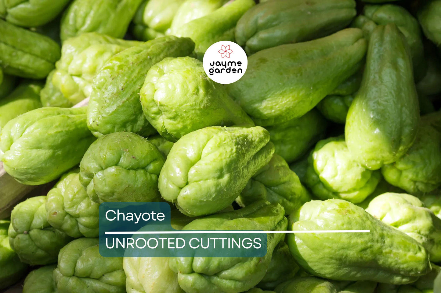 Chayote Squash Plant – Live 10” Mirliton Vine – Ships in Pot – Fast Growing – Ready to Plant