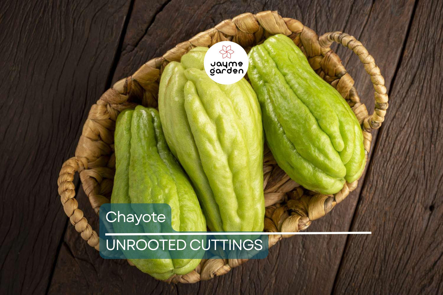 Chayote Squash Plant – Live 10” Mirliton Vine – Ships in Pot – Fast Growing – Ready to Plant