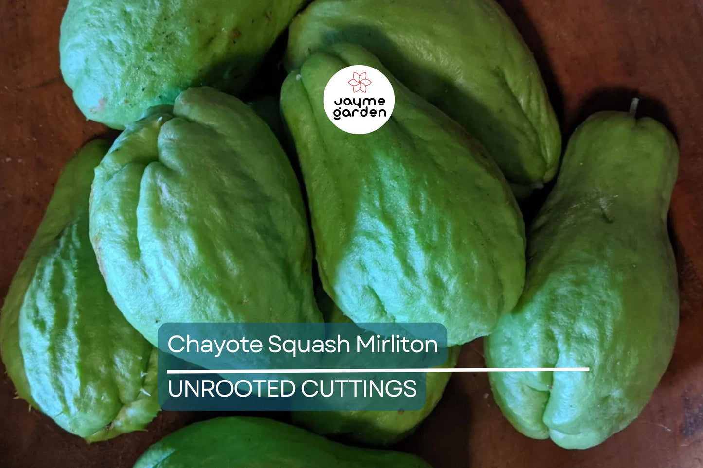 3 Chayote Squash Mirliton Live Plants – Ships in Pot – Fast-Growing Edible Vine – Ready to Plant