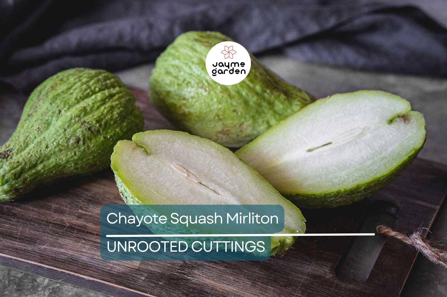 3 Chayote Squash Mirliton Live Plants – Ships in Pot – Fast-Growing Edible Vine – Ready to Plant