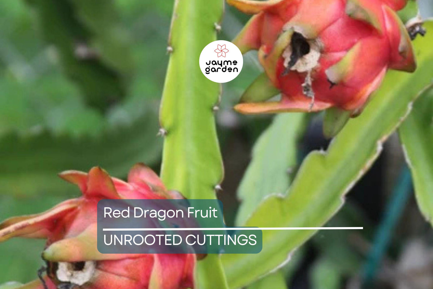 2 Red Dragon Fruit Cuttings - Pink Skin, Red Flesh - Fresh Cuttings 6-8 Inches, Ready to Plant