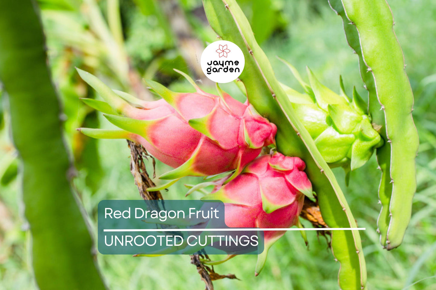 2 Red Dragon Fruit Cuttings - Pink Skin, Red Flesh - Fresh Cuttings 6-8 Inches, Ready to Plant