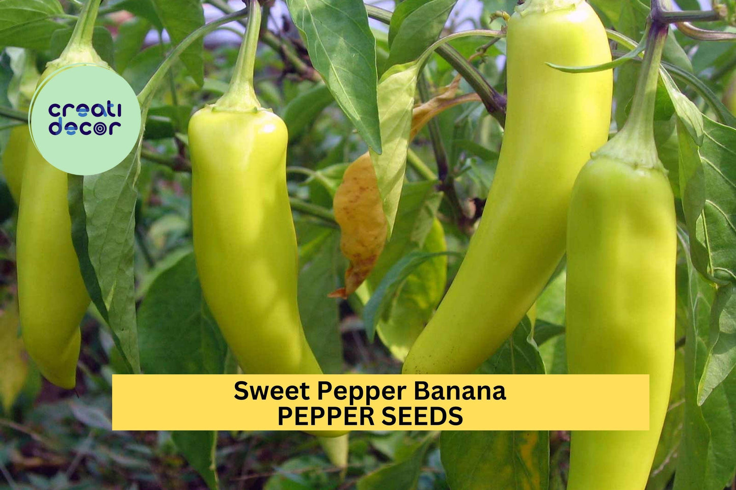 Sweet Banana Pepper Seeds – 300mg for Planting, Heirloom Variety, Mild & Sweet, High Yield, Heat Tolerant, Garden Container