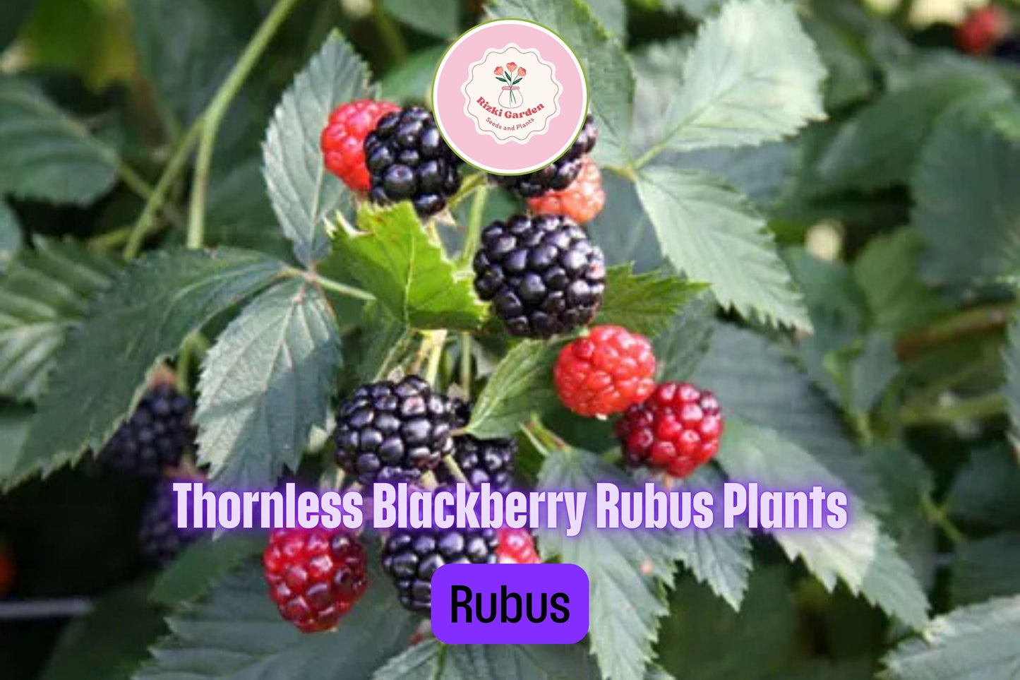 1 Big Daddy Thornless Blackberry Plant - Rubus | Outdoor Garden Fruit | Perennial Edible Berry Bush for Home Orchards
