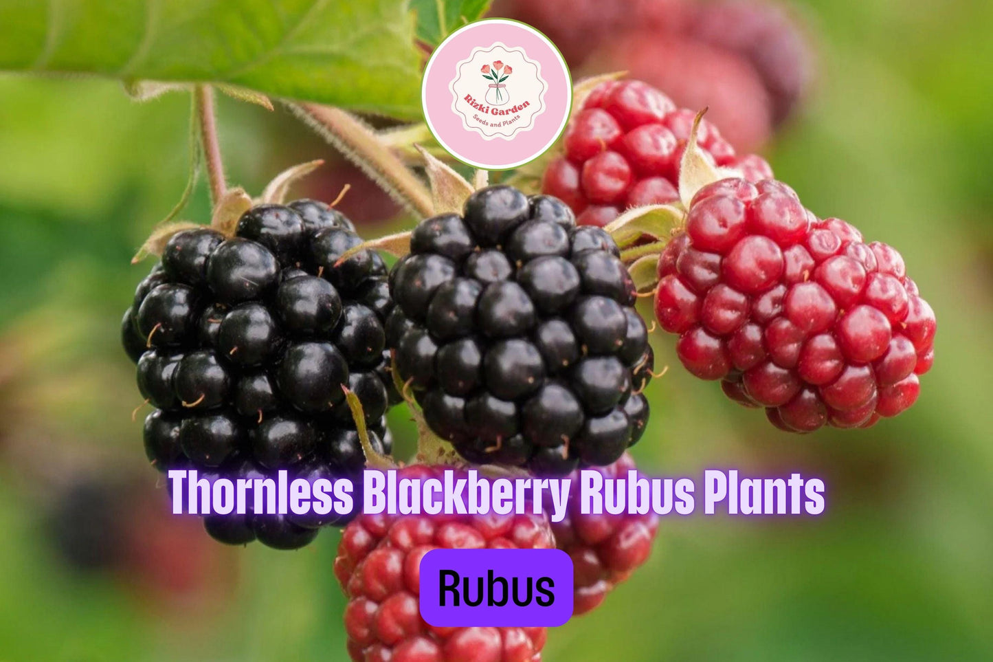 1 Big Daddy Thornless Blackberry Plant - Rubus | Outdoor Garden Fruit | Perennial Edible Berry Bush for Home Orchards
