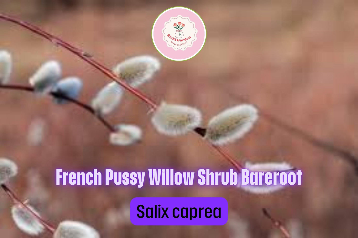 1 French Pussy Willow Shrub - Salix caprea | 1-2 ft Tall | Bare Root Deciduous Shrub | Early Blooming Landscape Plant