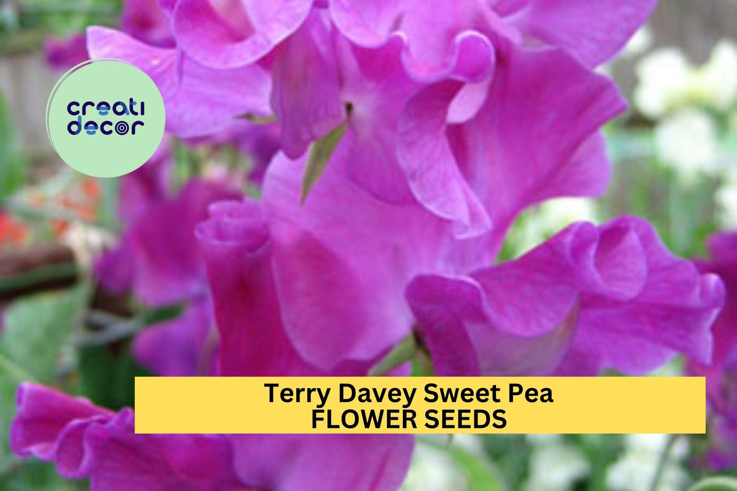 Terry Davey Sweet Pea Seeds – 50+ Lilac Mauve Blooms – Climbing Flower Vine for Bouquets, Trellises, Arches & Cottage Gardens – USA
