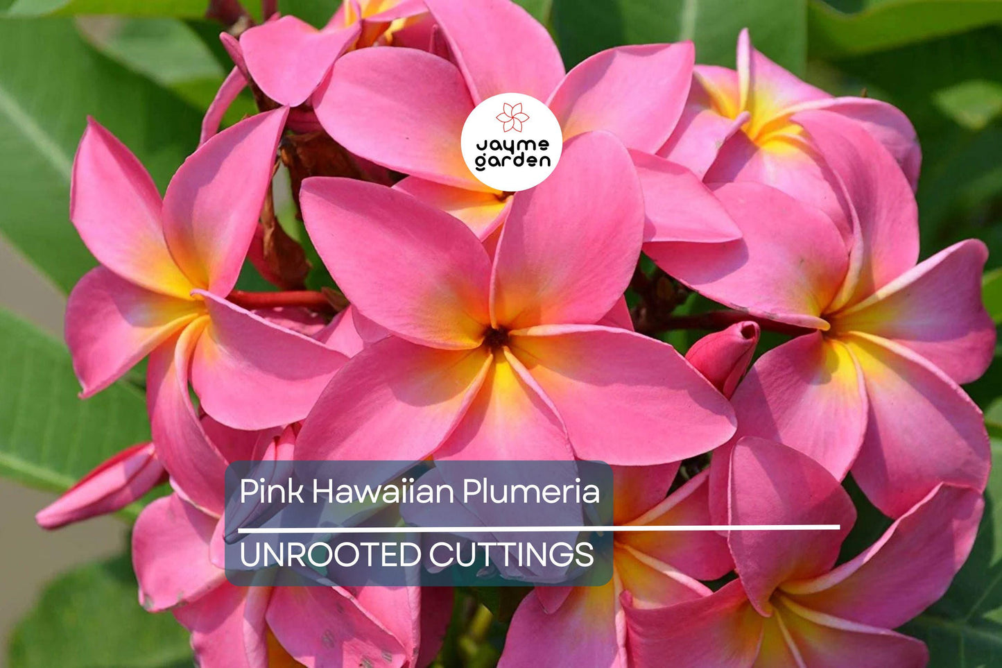 Pink Hawaiian Plumeria Fresh Cutting - No Root, Ready to Plant - Tropical Frangipani for Gardens