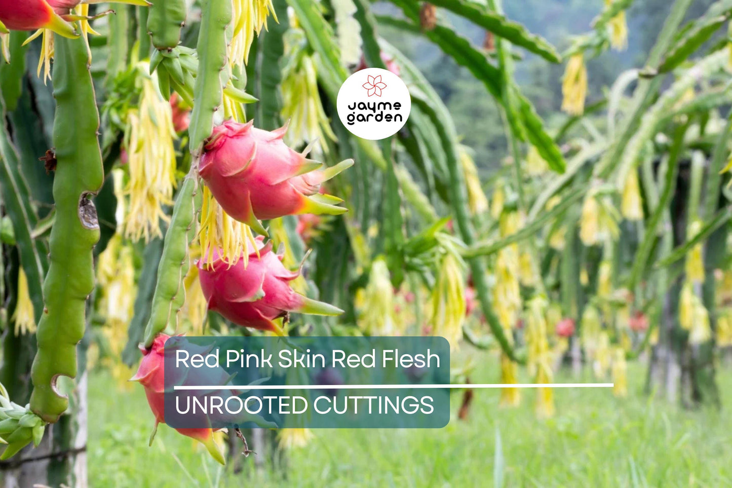 3 Red Dragon Fruit Cuttings - Pink Skin, Red Flesh - Fresh Cuttings Ready to Plant, No Root