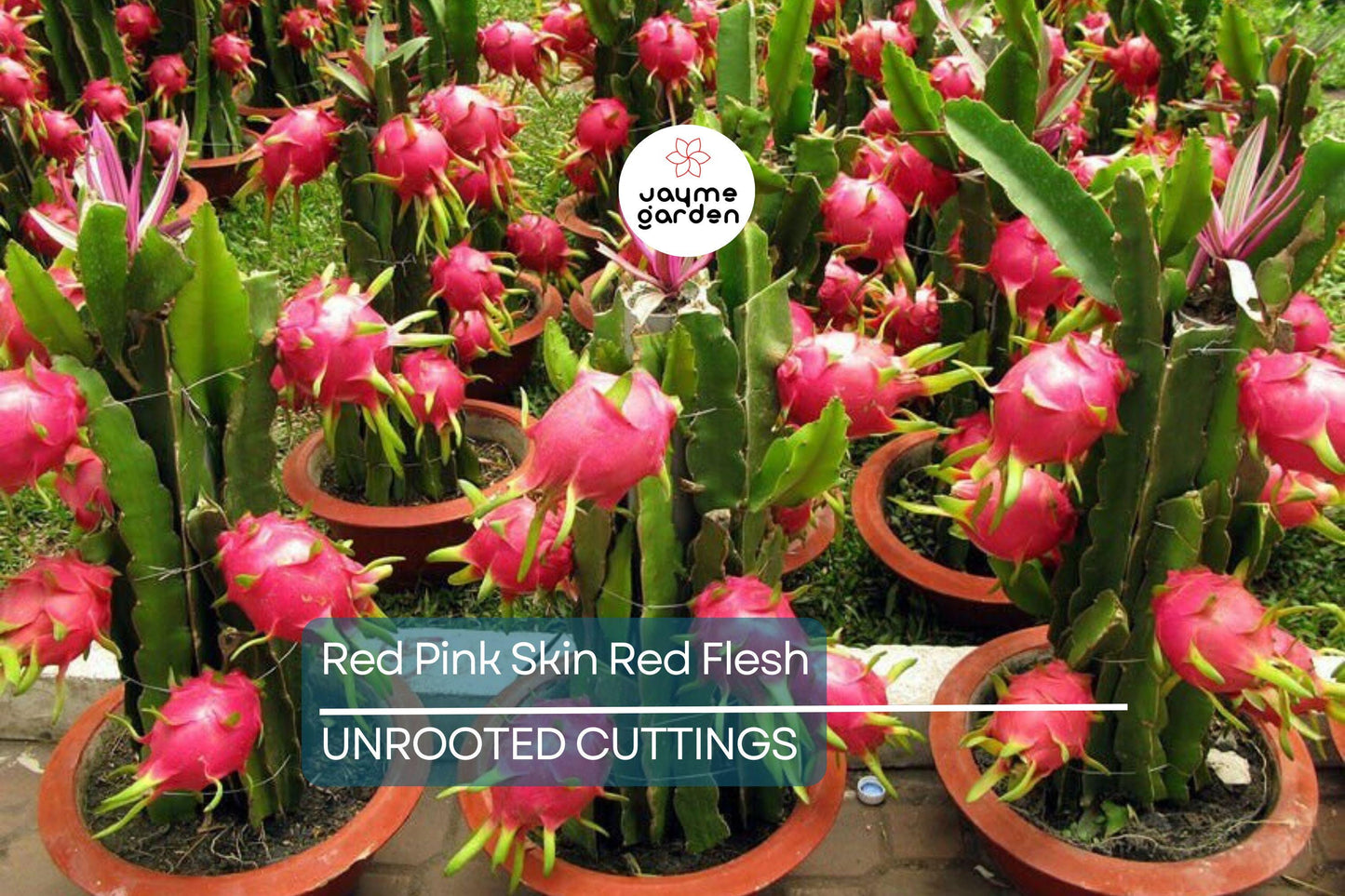 3 Red Dragon Fruit Cuttings - Pink Skin, Red Flesh - Fresh Cuttings Ready to Plant, No Root