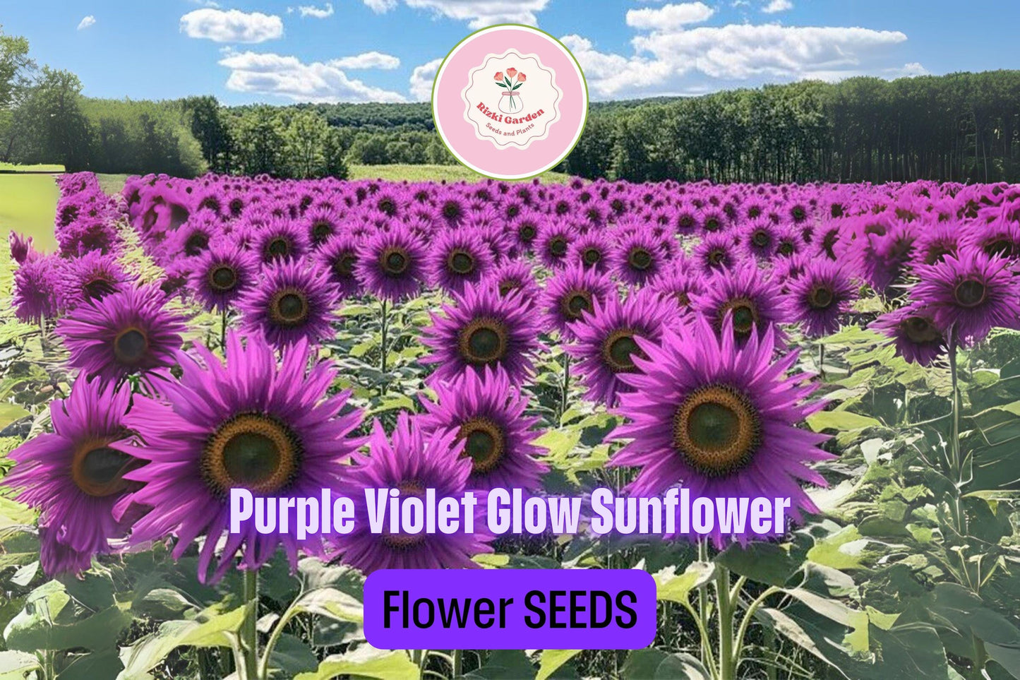 50 Rare Purple Sunflower Seeds - Heirloom ‘Violet Glow’ - Stunning Garden Flowers - Easy to Grow - Unique Bloom for Landscaping