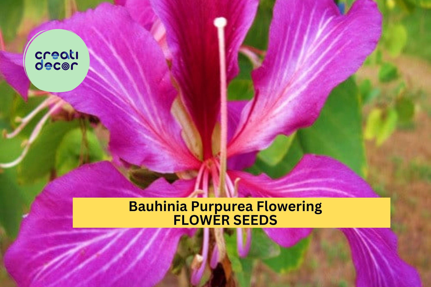 Bauhinia Purpurea Seeds – 10 Seeds for Planting, Purple Orchid Tree, Tropical Flowering Tree, Fast-Growing, Landscape Favorite