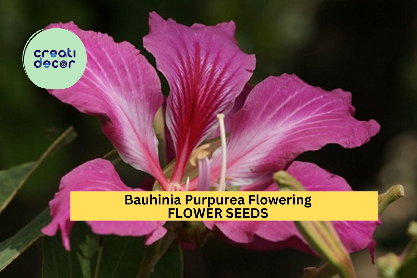 Bauhinia Purpurea Seeds – 10 Seeds for Planting, Purple Orchid Tree, Tropical Flowering Tree, Fast-Growing, Landscape Favorite
