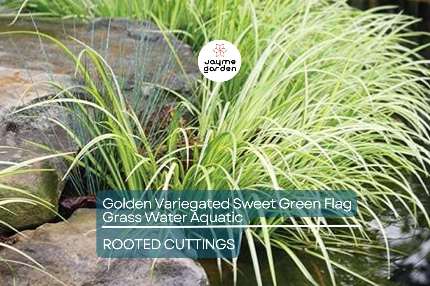 Golden Variegated Sweet Flag Grass - Acorus Gramineus Ogon - Potted Aquatic Pond Plant, Bright Yellow Foliage