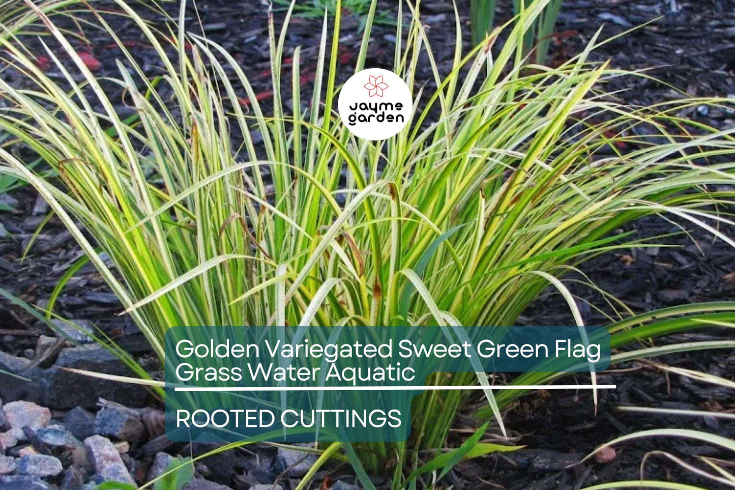 Golden Variegated Sweet Flag Grass - Acorus Gramineus Ogon - Potted Aquatic Pond Plant, Bright Yellow Foliage