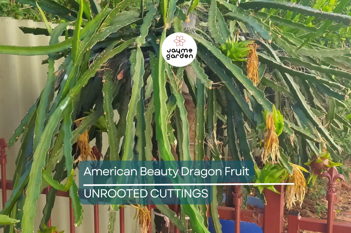 3 American Beauty Dragon Fruit Cuttings - 8-10” Fresh Cuttings, Red Flesh, Self-Pollinating - Ready to Plant