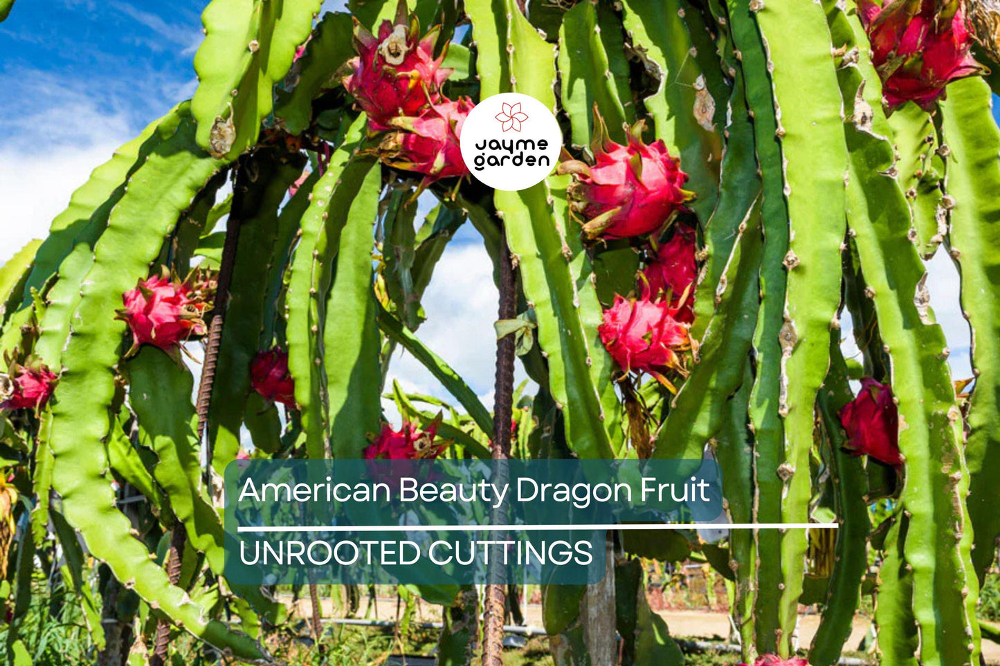 3 American Beauty Dragon Fruit Cuttings - 8-10” Fresh Cuttings, Red Flesh, Self-Pollinating - Ready to Plant