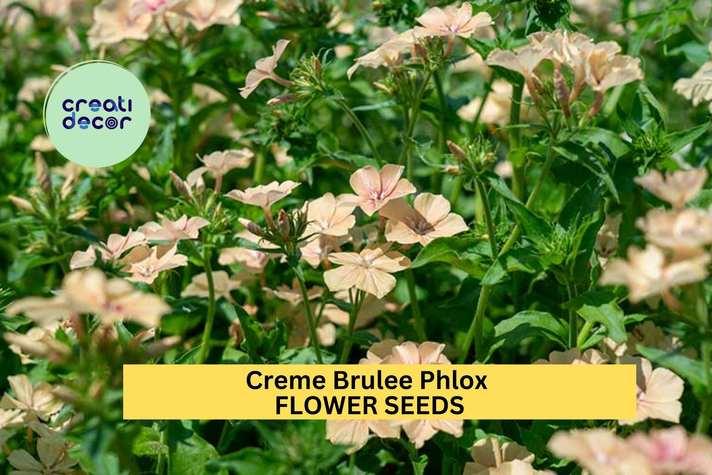 100+ Crème Brûlée Phlox Seeds – Soft Peach-Toned Blooms for Garden Planting, Fragrant Perennial for Beds & Borders – USA