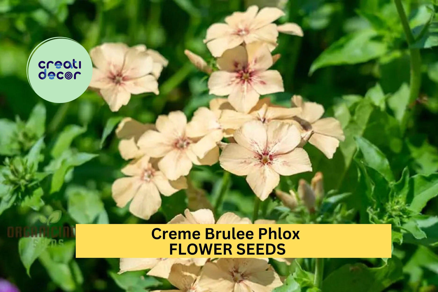 100+ Crème Brûlée Phlox Seeds – Soft Peach-Toned Blooms for Garden Planting, Fragrant Perennial for Beds & Borders – USA