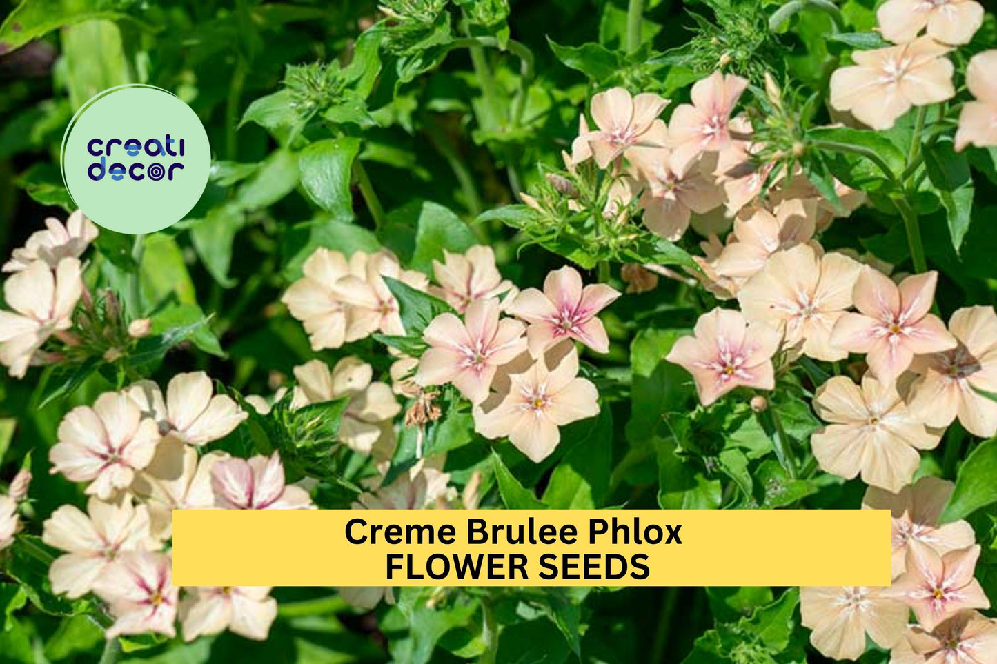 100+ Crème Brûlée Phlox Seeds – Soft Peach-Toned Blooms for Garden Planting, Fragrant Perennial for Beds & Borders – USA